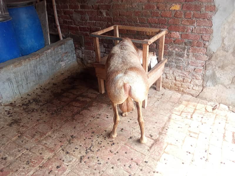 Dumba for sale 3