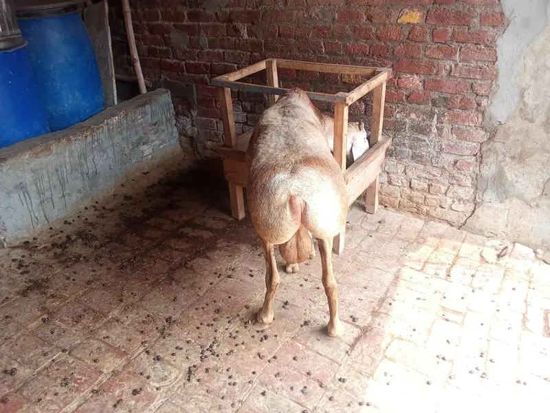 منہ سے چھ دانت — photo 4