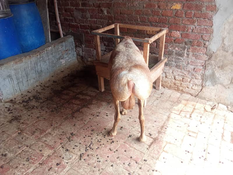 Dumba for sale 4