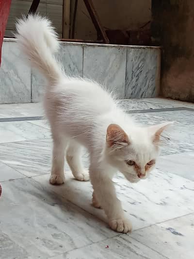urgent cat pair for sale