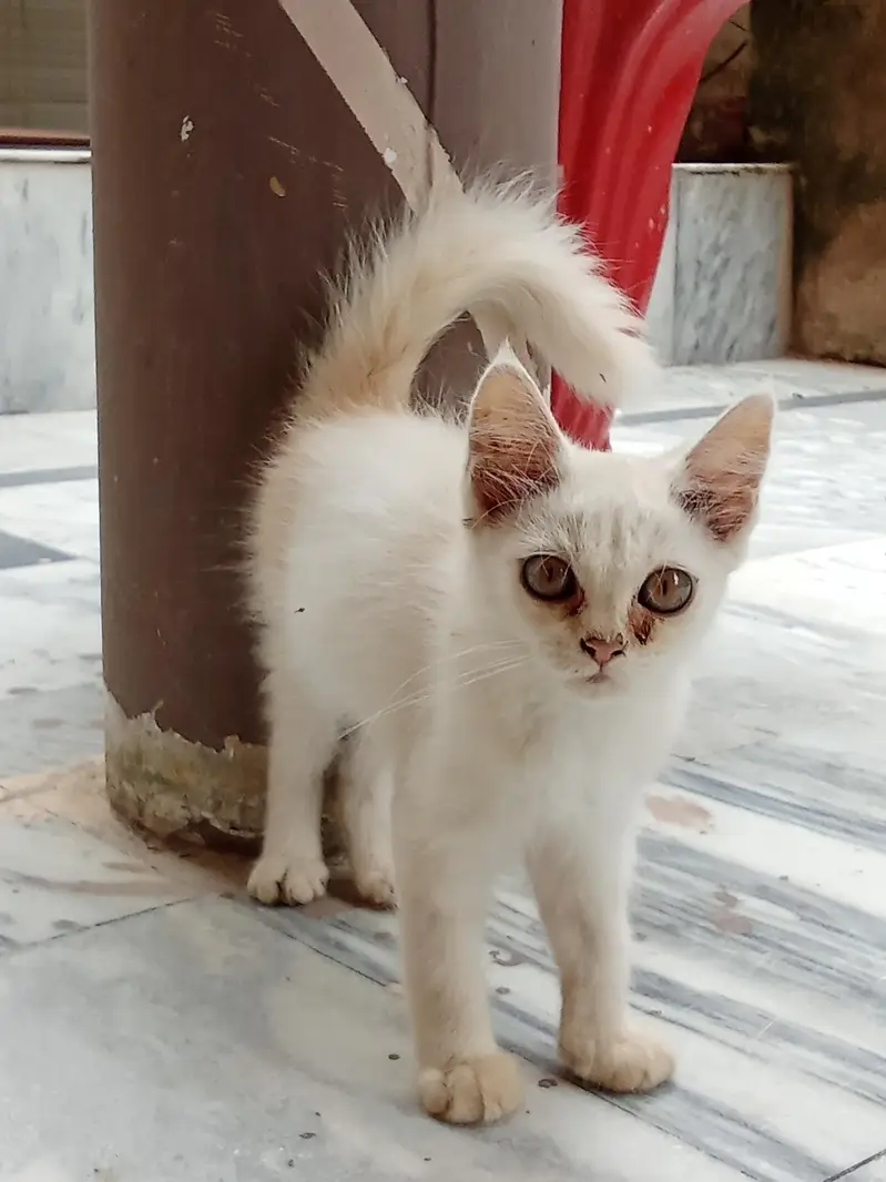 urgent cat pair for sale — photo 2