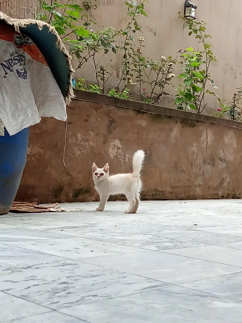 urgent cat pair for sale — photo 3