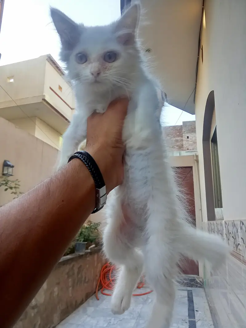 urgent cat pair for sale — photo 4
