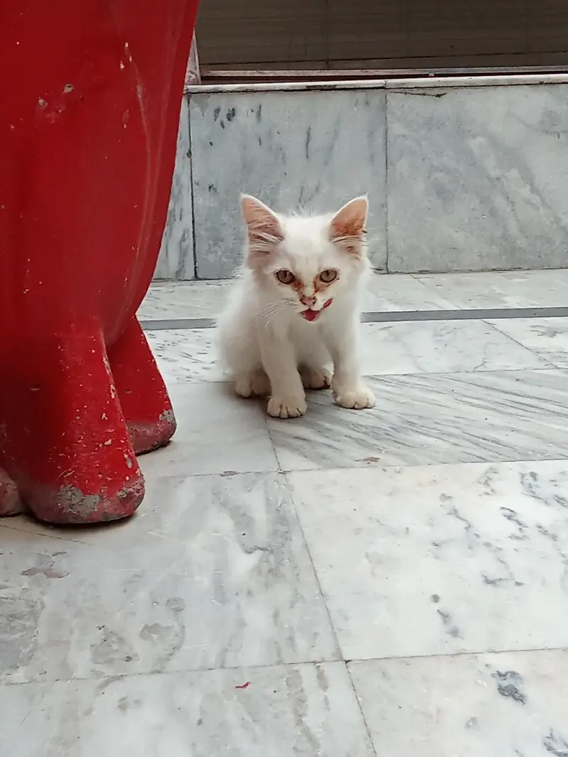 urgent cat pair for sale — photo 5