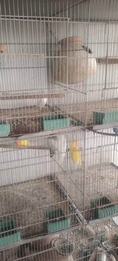 8 Portion Cage