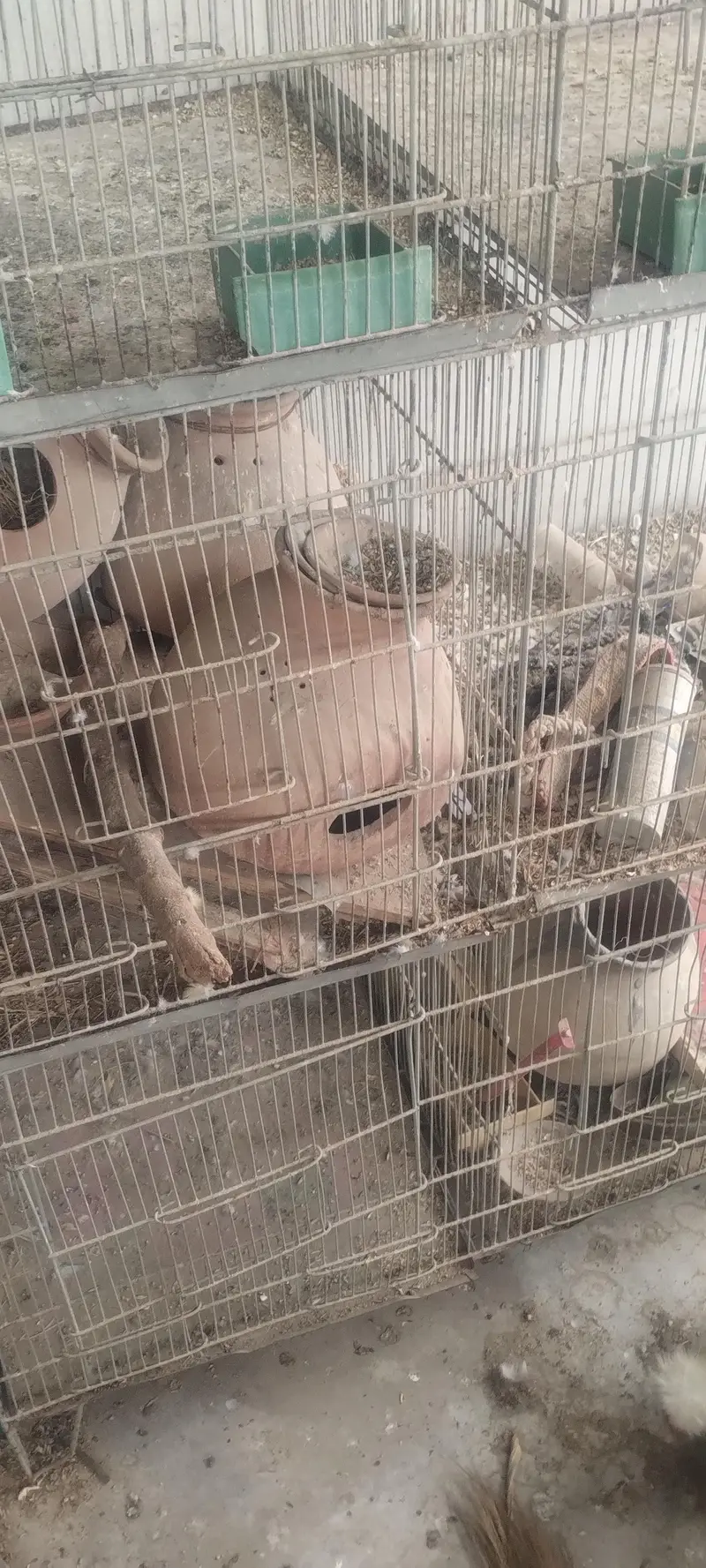 8 Portion Cage — photo 2