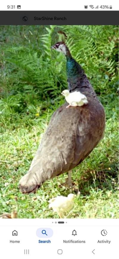 peacocks female breeder for sale