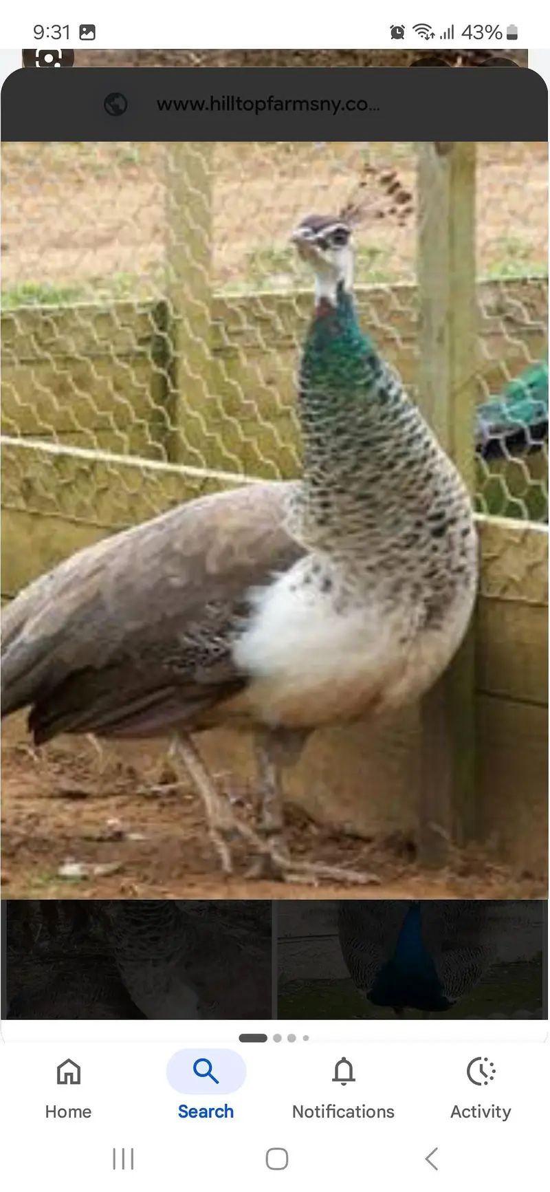 peacocks female breeder for sale — photo 2