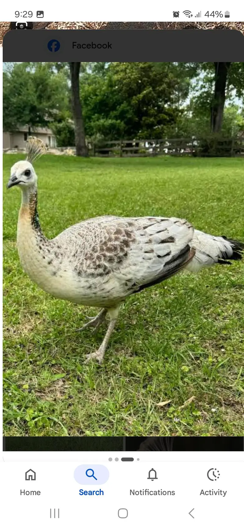 peacocks female breeder for sale — photo 3