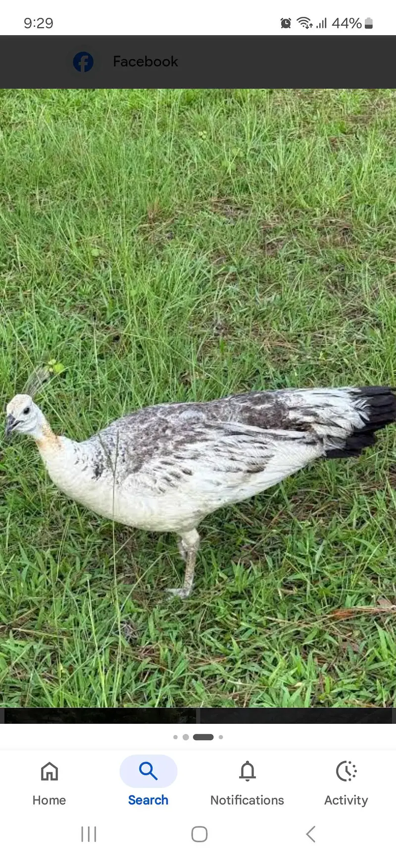 peacocks female breeder for sale — photo 4