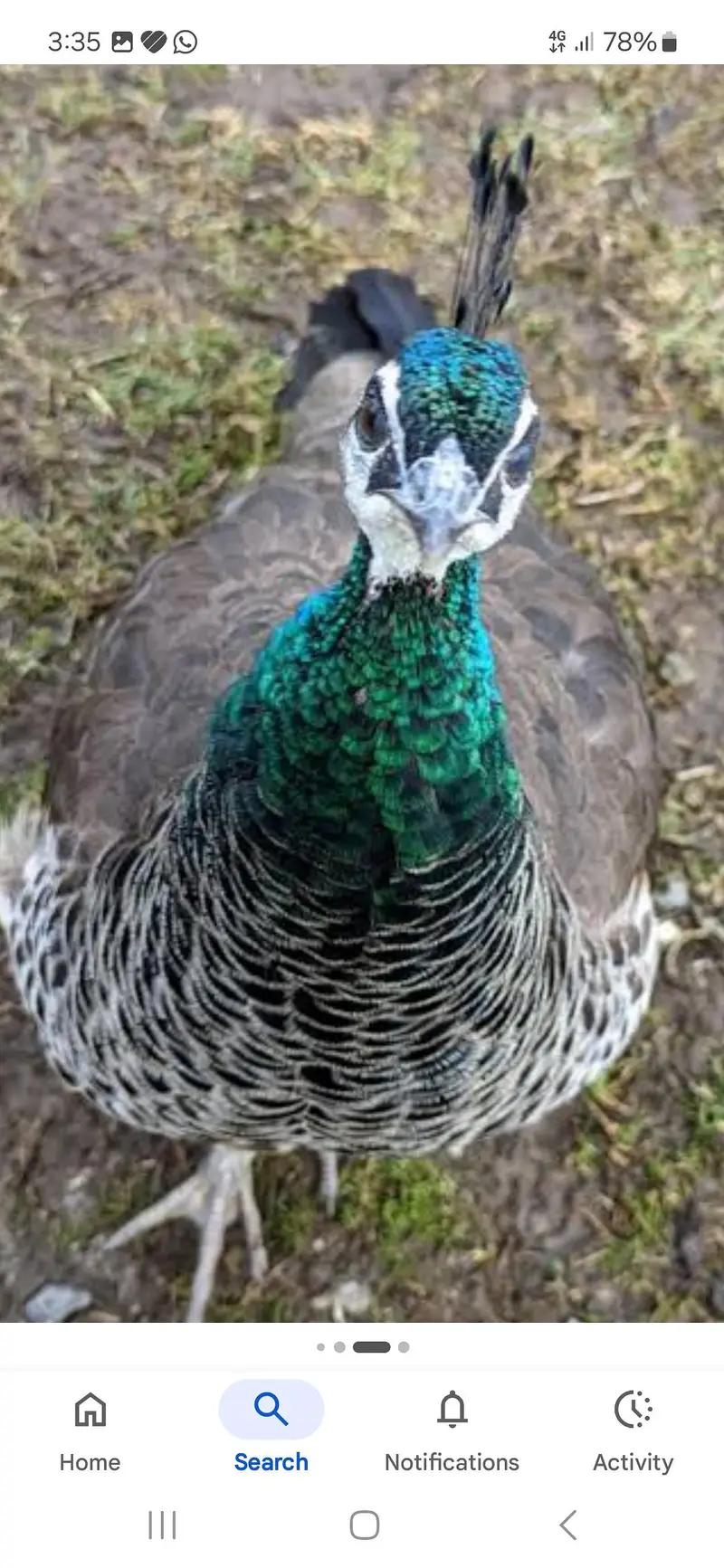 peacocks female breeder for sale — photo 5