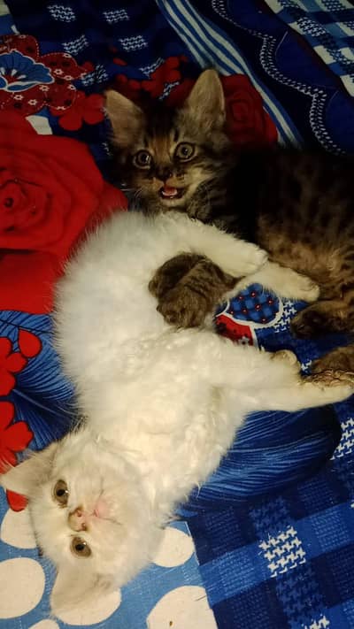 persin  kitten for sale in okara city
