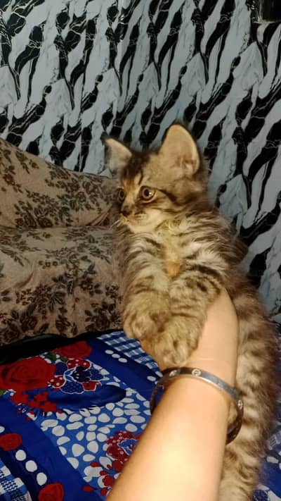 persin  kitten for sale in okara city
