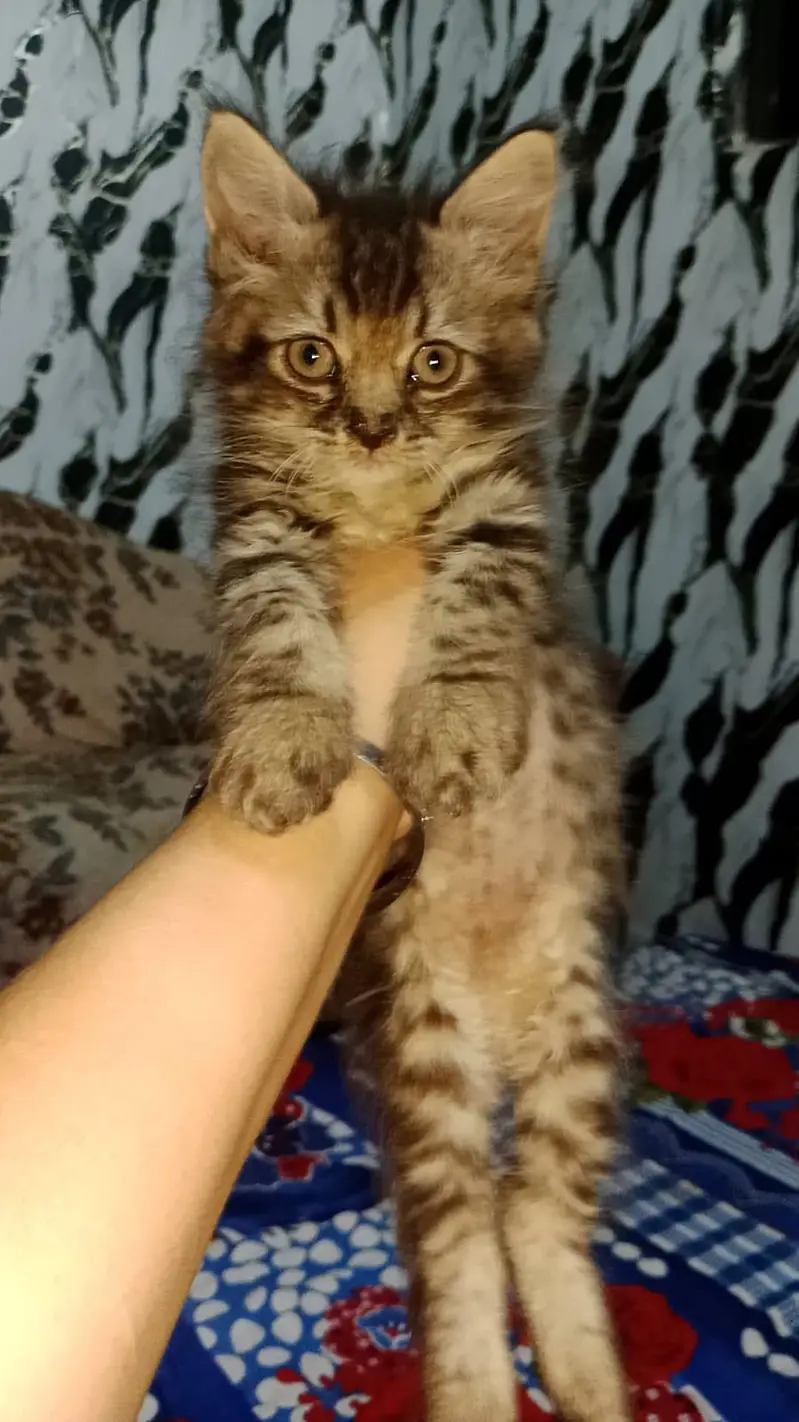 persin  kitten for sale in okara city — photo 3
