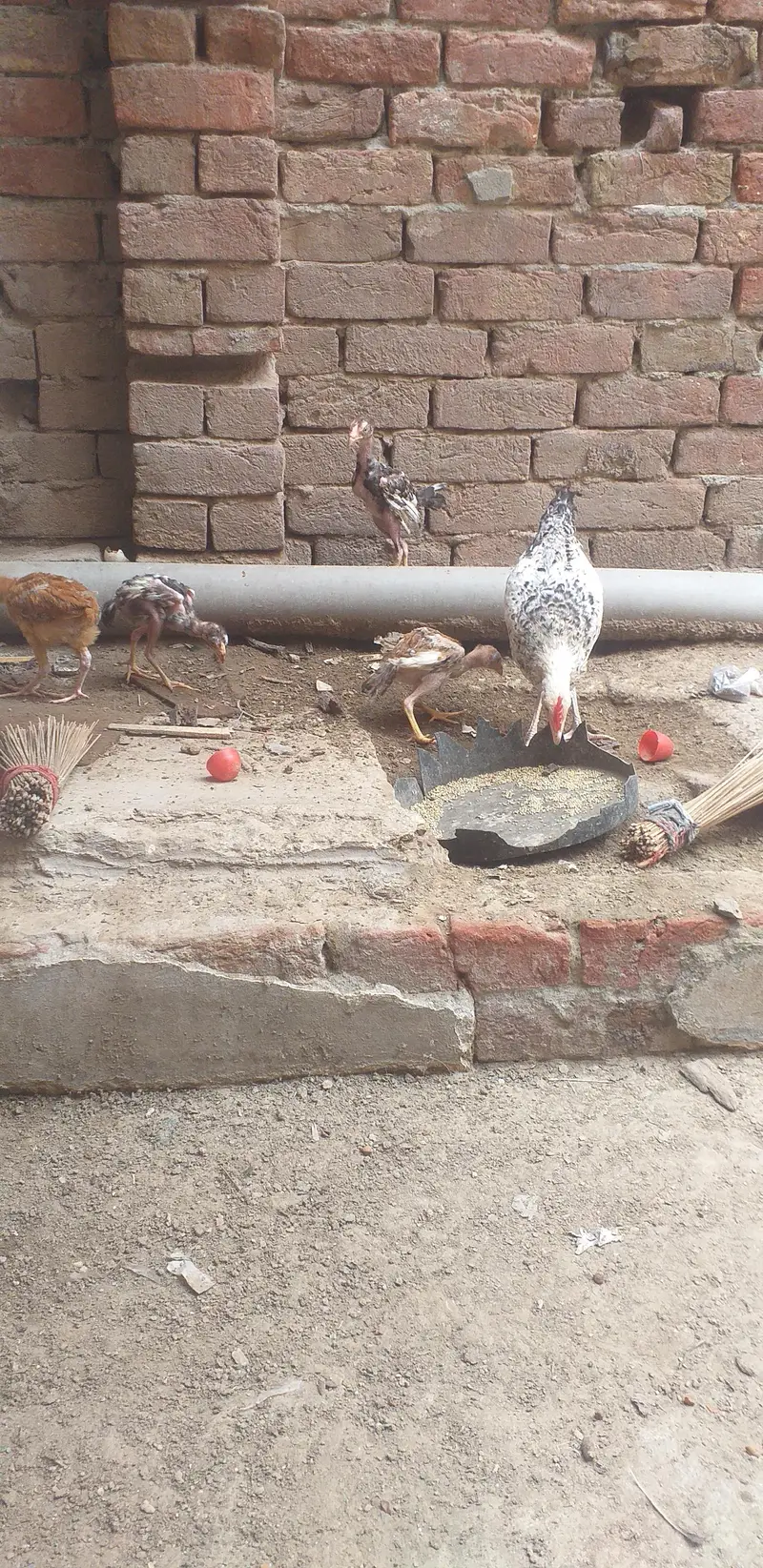 assel  3 chicks — photo 2