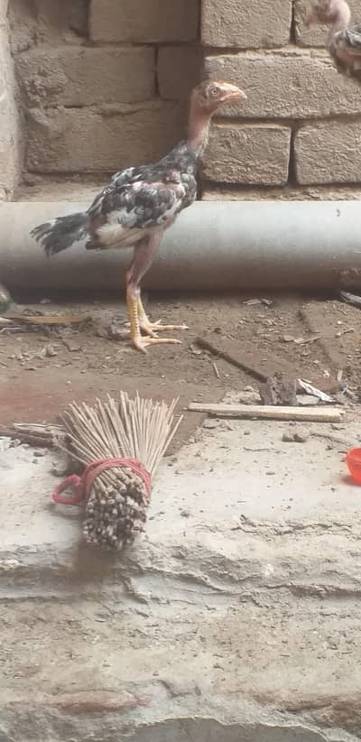 assel  3 chicks