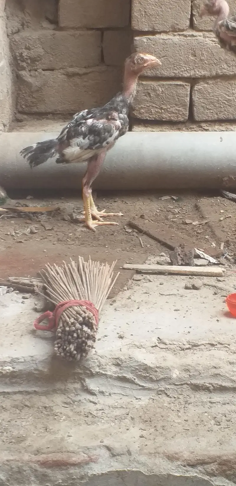 assel  3 chicks — photo 4