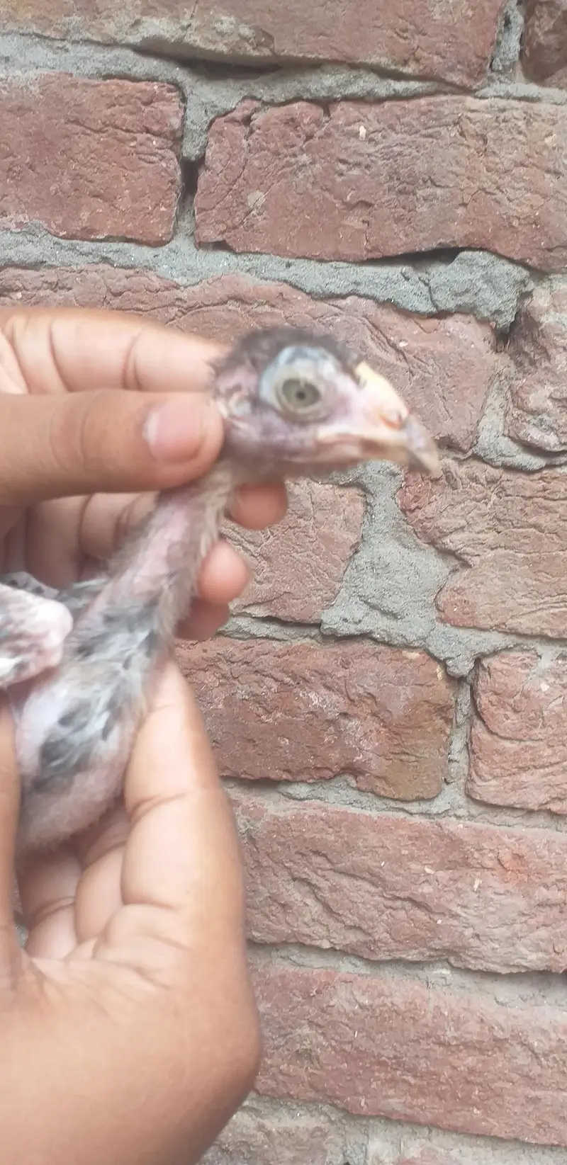 assel  3 chicks — photo 5