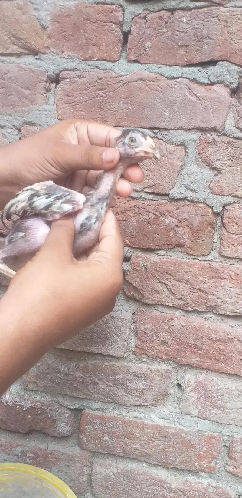 assel  3 chicks — photo 6