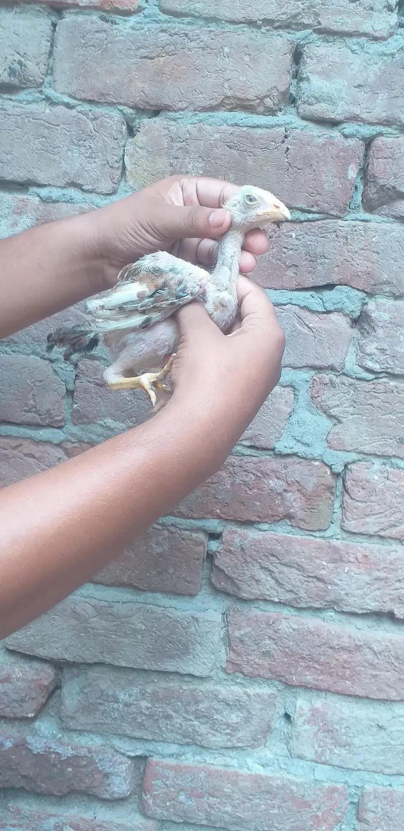 assel  3 chicks — photo 8