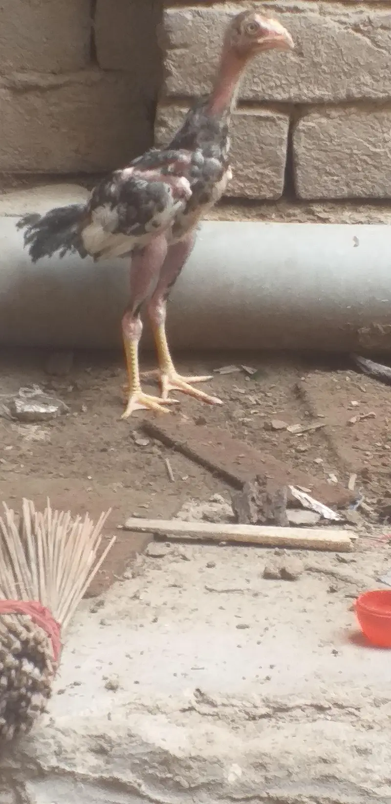 assel  3 chicks — photo 9