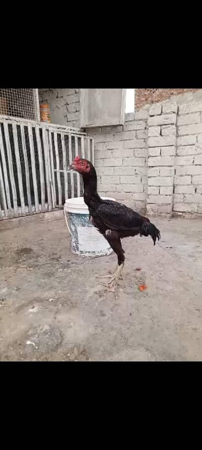 aseel pair available hein