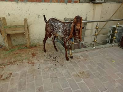 بریڈر بکرا ہے ڈبل ہڈی میں