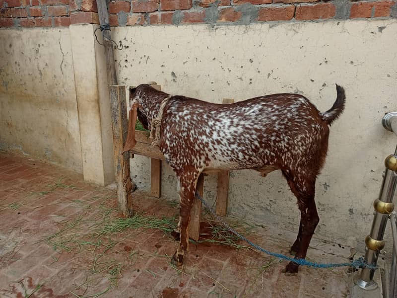 بریڈر بکرا ہے ڈبل ہڈی میں 1