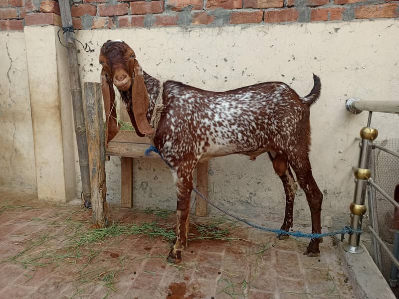 بریڈر بکرا ہے ڈبل ہڈی میں 2