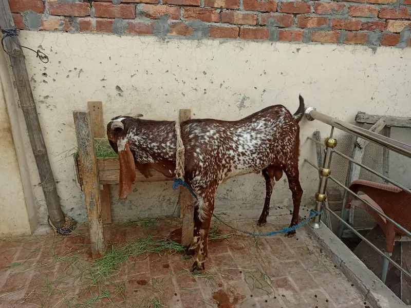 بریڈر بکرا ہے ڈبل ہڈی میں — photo 4