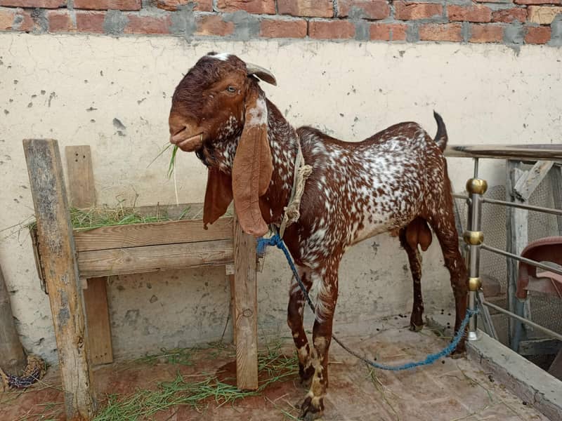 بریڈر بکرا ہے ڈبل ہڈی میں 4