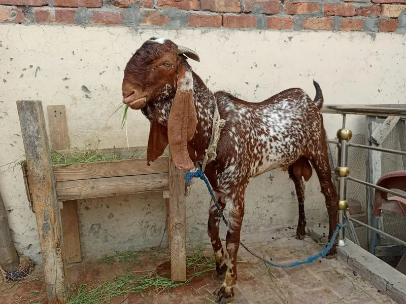 بریڈر بکرا ہے ڈبل ہڈی میں — photo 5
