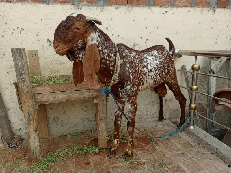 بریڈر بکرا ہے ڈبل ہڈی میں — photo 6