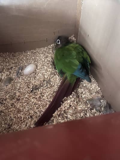 Green chick conures breeding pair