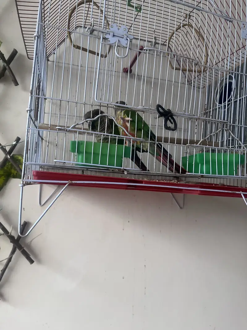 Green chick conures breeding pair — photo 2