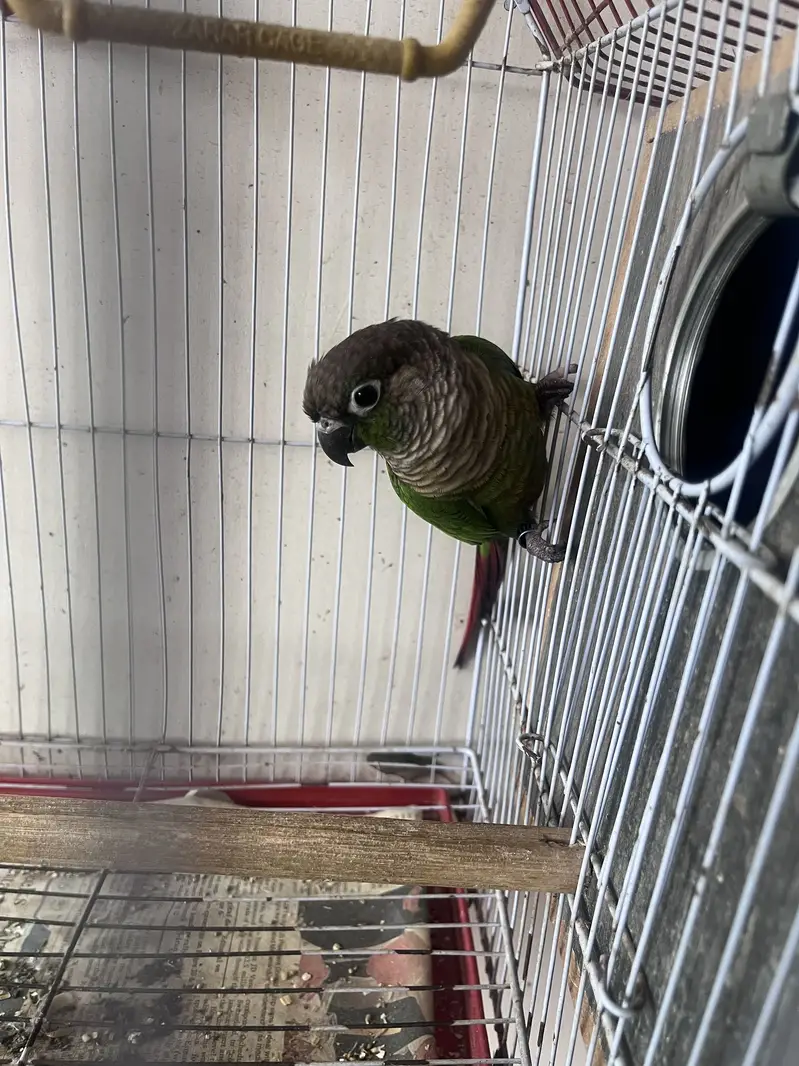 Green chick conures breeding pair — photo 3