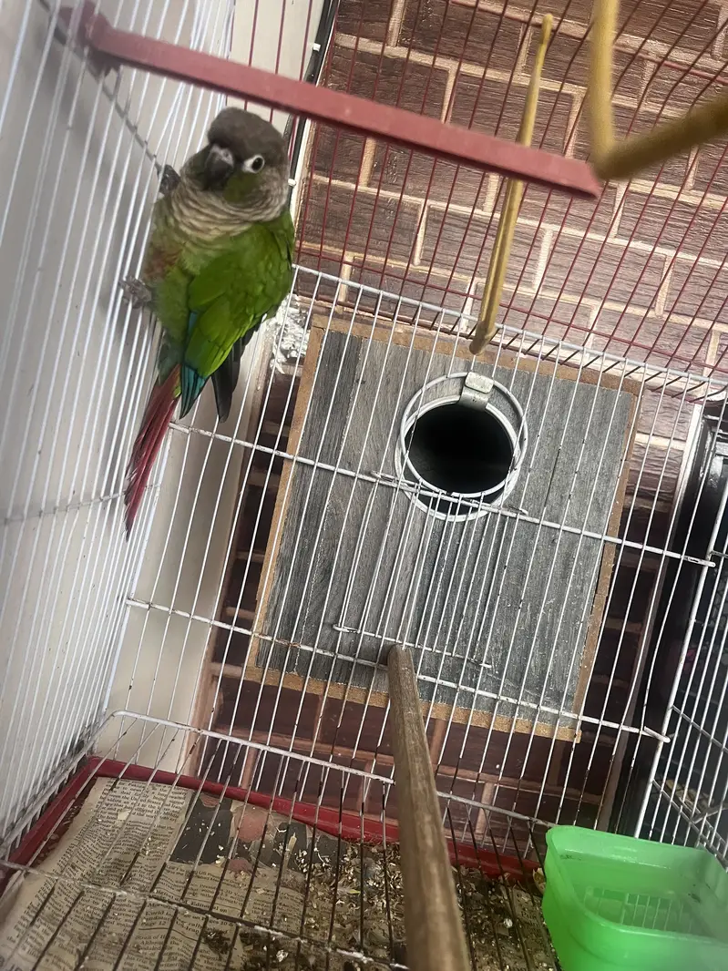 Green chick conures breeding pair — photo 4