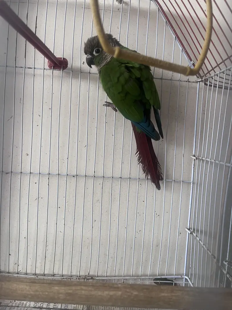 Green chick conures breeding pair — photo 5