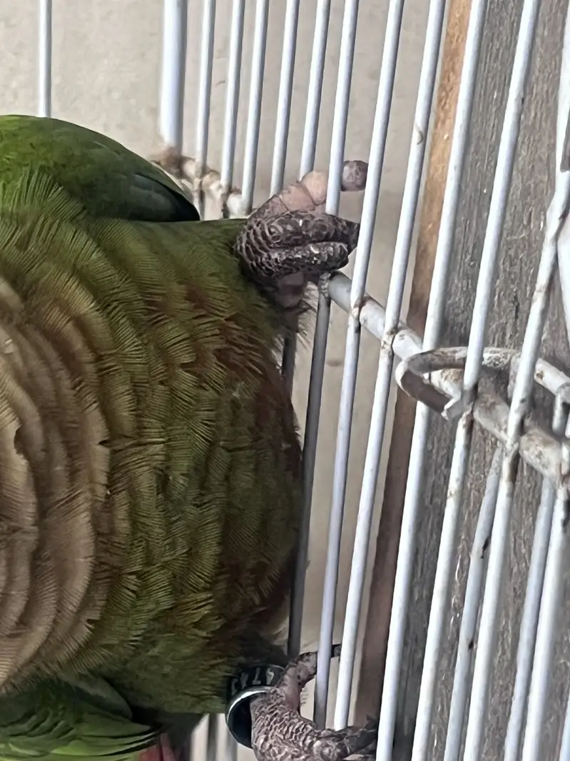 Green chick conures breeding pair — photo 6