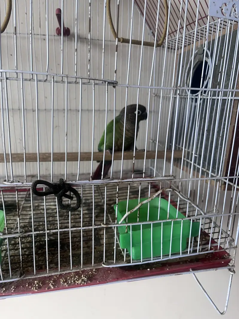 Green chick conures breeding pair — photo 7