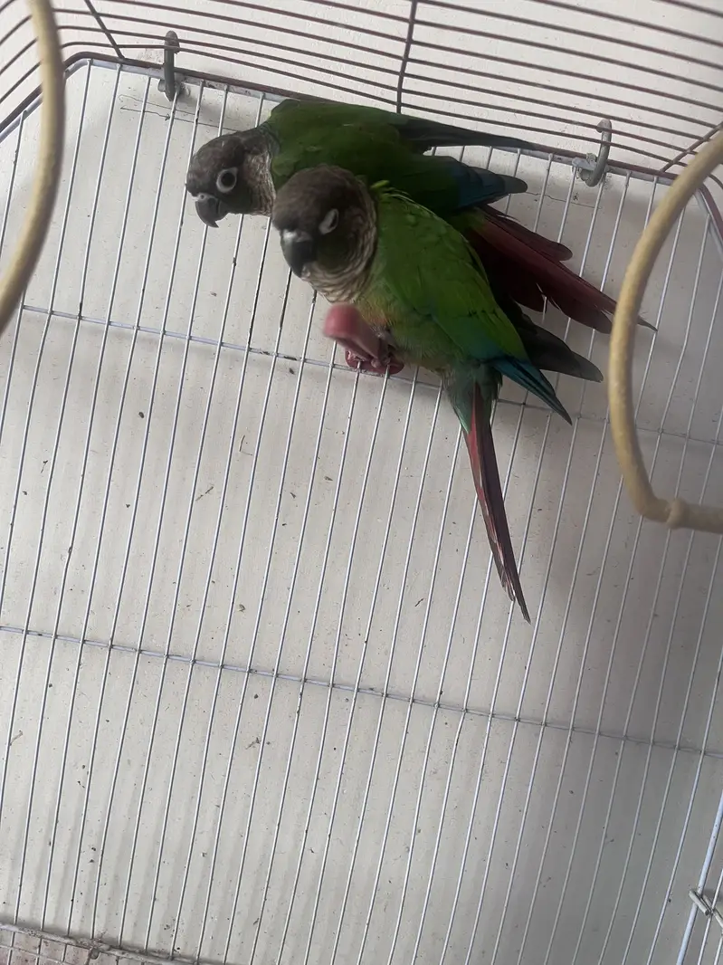 Green chick conures breeding pair — photo 8