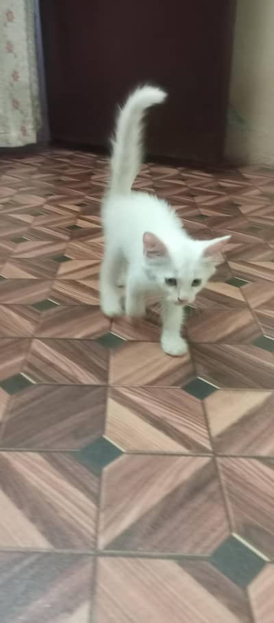 Persian Cat for Sale