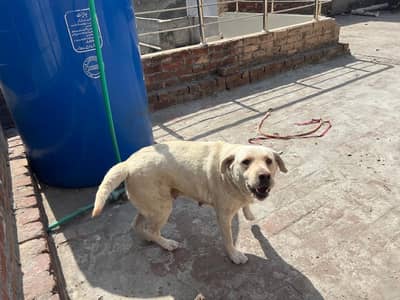 labra Dog female