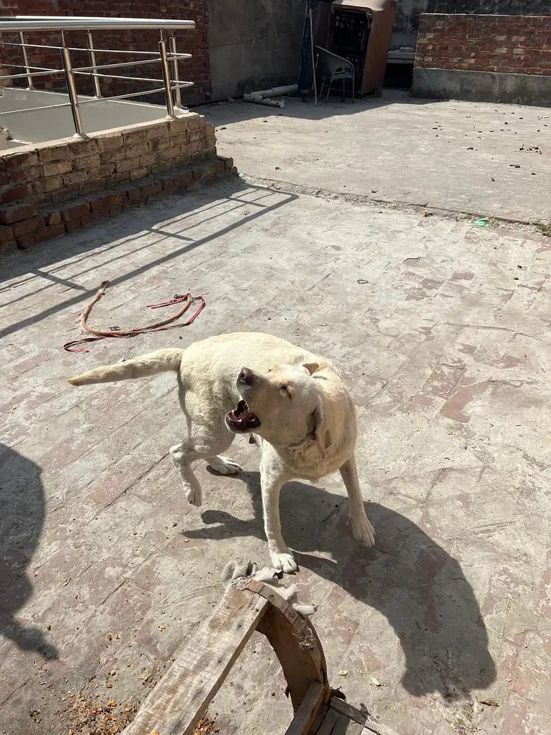 labra Dog female — photo 2