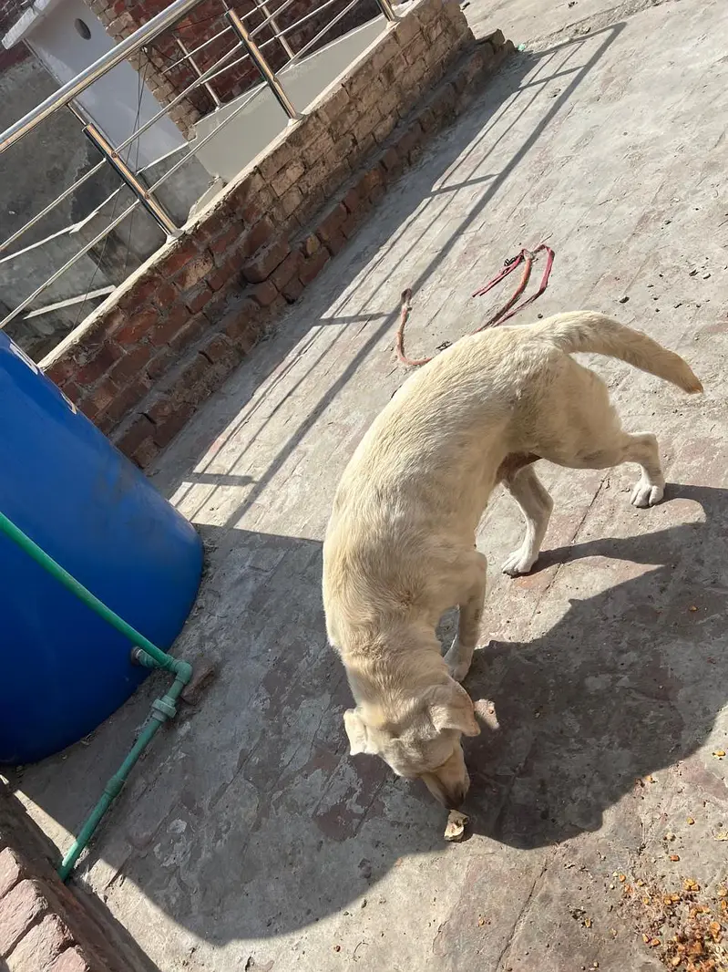 labra Dog female — photo 3