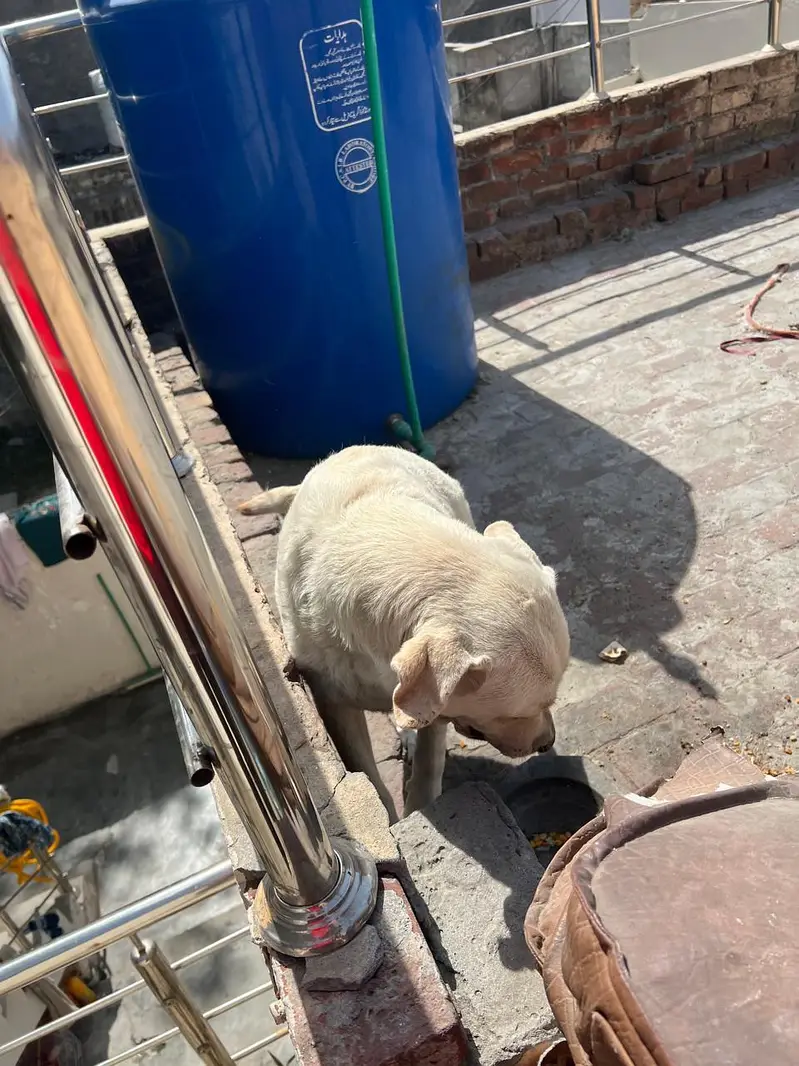 labra Dog female — photo 5