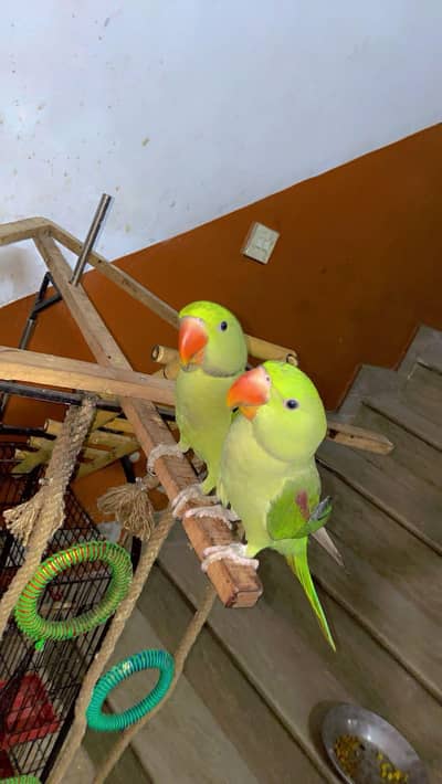 kashmiri raw parrot with cage & toys