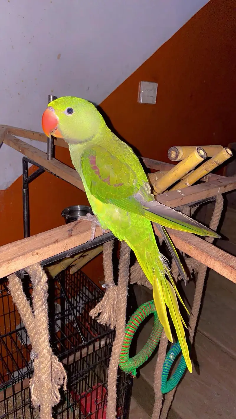 kashmiri raw parrot with cage & toys — photo 3