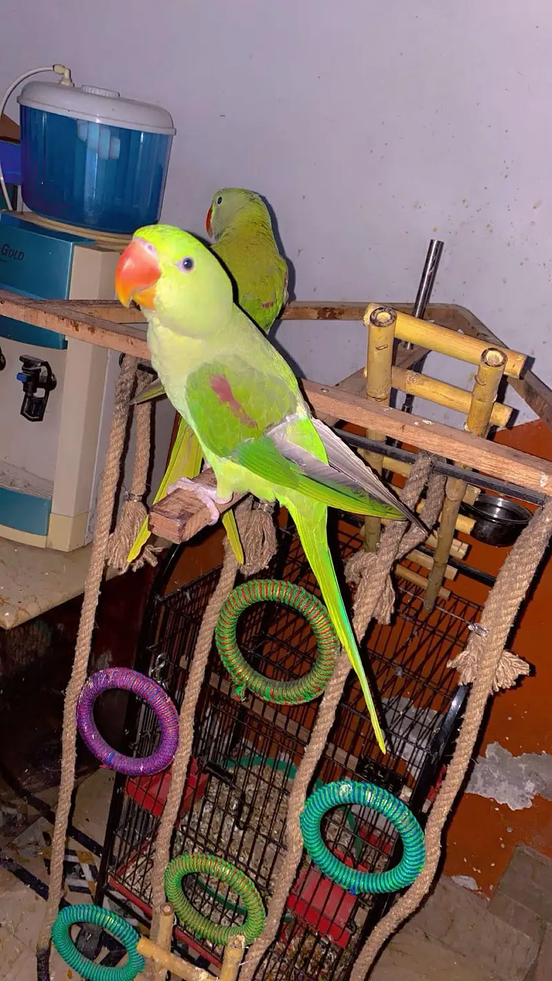 kashmiri raw parrot with cage & toys — photo 4