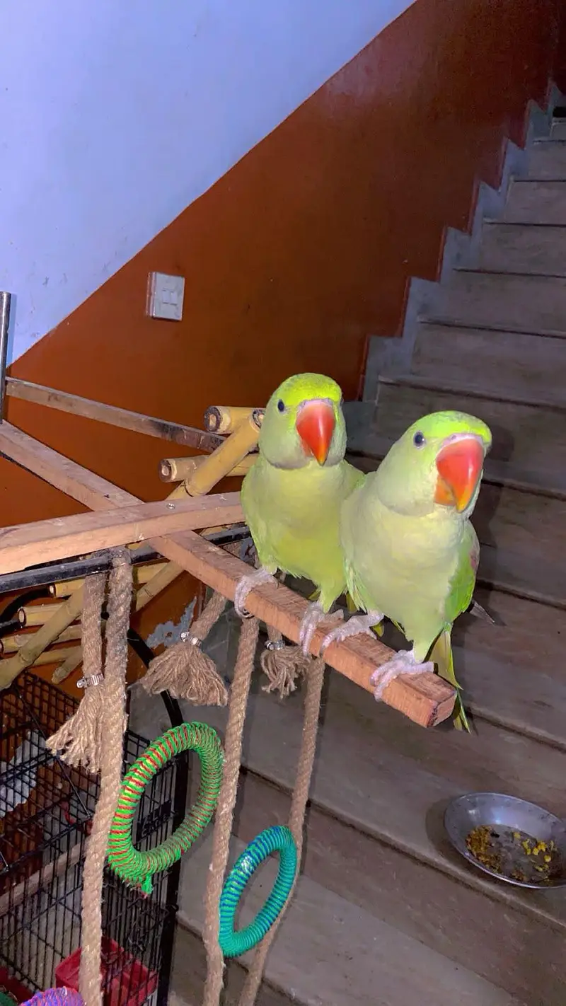 kashmiri raw parrot with cage & toys — photo 5